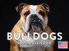 Bulldog Calendar 2024 Monthly Wall Calender