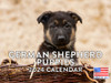 German Shepherd Puppy Calendar 2024 Wall Calander Cute Puppies Monthly 12 Month
