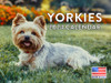 Yorkie Calendar 2024 Monthly Wall Calender 12 Month