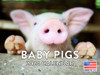 Baby Pig Calendar 2024 Monthly Wall Calender