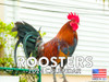 Rooster Calendar 2024 Wall Calander Monthly 12 Month