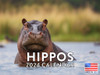Hippopotamus Calendar 2024 Monthly Wall Hanging Calendars Hippo Wild Animal Wildlife Gift 12 Month