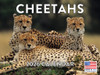 Cheetah Calendar 2026 Monthly Wall Calender 12 Month | American Made In The USA