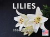 Lily Calendar 2026 Monthly Wall Calender 12 Month Flower Gifts | American Made In The USA