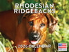 Rhodesian Ridgeback Calendar 2026 Monthly Wall Calender 12 Month | American Made In The USA