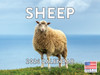 Sheep Calendar 2026 Monthly Wall Calender 12 Month | American Made In The USA