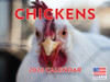 Chicken Calendar 2026 Monthly Wall Calender 12 Month | American Made In The USA