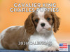Cavalier King Charles Spaniel Puppy Calendar 2026 Monthly Wall Calender 12 Month | American Made In The USA