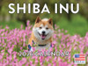Shiba Inu Calendar 2026 Wall 12 Month Monthly Shiba Inus Gifts For Shiba Inu Lovers Women Men Mom Dad | American Made In The USA
