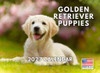 Golden Retriever Puppy Calendar 2027 Monthly Wall Calender 12 Month