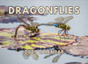 Dragonfly Calendar 2027 Monthly Wall Calender 12 Month
