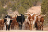 Texas Longhorn Herd Poster Cattle on Southern Utah Mountain Ranch Modern Room Decor Home Bedroom Office Decoration Farmhouse Wall Art Bull Animal Picture Cool Wall Art Print Poster 18x12
