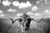Texas Longhorn Standing in Pasture Black White Photo Field Nature Cool Wall Art Print Poster 18x12
