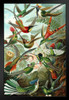 Trochilidae Variety Hummingbirds Ernst Haeckel Bird Pictures Wall Decor Beautiful Art Wall Decor Feather Prints Wall Art Nature Animal Bird Prints Black Wood Framed Art Poster 14x20
