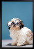 Puppy Wearing Thick Glasses Photo Puppy Posters For Wall Funny Dog Wall Art Dog Wall Decor Puppy Posters For Kids Bedroom Animal Wall Poster Cute Animal Posters Black Wood Framed Art Poster 14x20