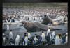 Fight Time Elephant Seals Surrounded by Penguins Photo Art Print Black Wood Framed Poster 20x14