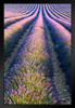 Lavender Field in Full Bloom Provence France Photo Art Print Black Wood Framed Poster 14x20