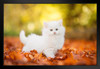 Cute White Kitten Stalking in Autumn Leaves Baby Animal Portrait Photo Cat Poster Cute Wall Posters Kitten Posters for Wall Baby Poster Inspirational Cat Poster Black Wood Framed Art Poster 20x14