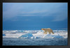 Polar Steps Polar Bear in the Wild Photo White Polar Big Bear Poster Large Bear Picture of a Bear Posters for Wall Bear Print Wall Art Bear Pictures Wall Decor Black Wood Framed Art Poster 20x14