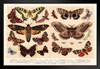 Moths and Butterflies 1888 Vintage Illustration Insect Wall Art of Moths and Butterflies butterfly Illustrations Insect Moth Black Wood Framed Art Poster 20x14