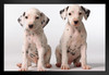 Two Cute Dalmatian Puppies Look Questioningly Photo Art Print Black Wood Framed Poster 20x14