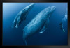 Scuba Diver with Adult Female Humpback Whale Photo Black Wood Framed Art Poster 20x14