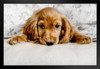 Cute Cocker Spaniel Puppy Lying Down Photo Puppy Posters For Wall Funny Dog Wall Art Dog Wall Decor Puppy Posters For Kids Bedroom Animal Wall Poster Cute Animal Black Wood Framed Art Poster 20x14