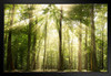 Sunrays Through Treetops Photo Art Print Black Wood Framed Poster 20x14