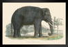 Indian Elephant Vintage 1803 Illustration Indian Elephant Wall Art Elephant Posters For Wall Elephant Art Print Elephants Wall Decor Photo Of Elephant Tusks Black Wood Framed Art Poster 20x14