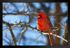 Vivid Red Cardinal Sitting on a Tree Branch Photo Bird Pictures Wall Decor Beautiful Art Wall Decor Feather Prints Wall Art Nature Wildlife Animal Bird Prints Black Wood Framed Art Poster 20x14