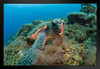 Hawksbill Sea Turtle Underwater Canary Islands Photo Art Print Black Wood Framed Poster 20x14