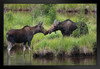 Two Moose Checking In Rocky Mountains Colorado Photo Art Print Black Wood Framed Poster 20x14