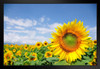 Close Up of Sunflower in Field with Blue Sky in Provence France Photo Art Print Black Wood Framed Poster 20x14