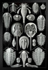 Ernst Haeckel Aspidonia Merostomata Trilobita Nature Art Forms Illustration Print Black Wood Framed Art Poster 14x20
