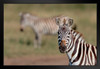 Zebra Portrait Close Up Serengeti National Park Africa Photo Art Print Black Wood Framed Poster 20x14