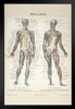Human Muscles German 1896 Diagram Engraving Art Print Black Wood Framed Poster 14x20