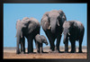 African Elephants and Calf Photo Photograph African Elephant Wall Art Elephant Posters For Wall Elephant Art Print Elephants Wall Decor Photo of Elephant Tusks Black Wood Framed Art Poster 20x14
