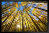 Trees Changing Colors in the Fall Aspen Colorado Photo Black Wood Framed Art Poster 20x14
