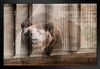 Bear Money Wall Street Columns 100 Dollar Bill Photo Art Print Black Wood Framed Poster 20x14