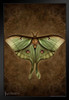 Steampunk Luna Moth by Brigid Ashwood Butterfly Wall Decor Insect Wall Art of Moths and Butterflies Illustrations Black Wood Framed Art Poster 14x20