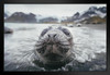 Inspection Extreme Close Up of Baby Seal Photo Seal Posters of Wild Animals Seal Print Pictures of the Sea Baby Seal Wall Decor Kids Room Decor Underwater Black Wood Framed Art Poster 20x14