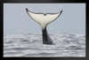 Killer Whales Off California Coast Pacific Ocean Near Carmel Photo Art Print Black Wood Framed Poster 20x14
