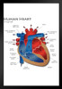 Human Heart Diagram Anatomy Diagram Educational Chart Black Wood Framed Art Poster 14x20