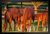 Horse Family Thoroughbred Mares Foals Horses Grazing in Pasture Grass Animal Farm Ranch Photo Photograph Black Wood Framed Art Poster 20x14