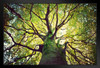 Tree Hugging Sunlight Through Branches of Tree Photo Art Print Black Wood Framed Poster 20x14