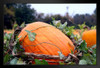 At Home in the Pumpkin Patch Photo Art Print Black Wood Framed Poster 20x14