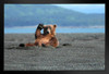 Alaskan Coastal Brown Bear Kodiak Waving Photo Art Print Black Wood Framed Poster 20x14