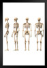 Male Human Skeleton Front Back Side Views Anatomy Medical Chart Black Wood Framed Poster 20x14