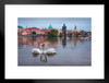 Two Swans Forming Shape Of Heart Photo Photograph Bird Pictures Wall Decor Beautiful Art Wall Decor Feather Prints Wall Art Nature Wildlife Animal Bird Prints Matted Framed Art Wall Decor 26x20