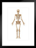 Full Human Skeleton Frontal View Detailed Illustration Medical Chart Matted Framed Art Print Wall Decor 20x26 inch